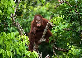 turistipercaso Borneo_350240462