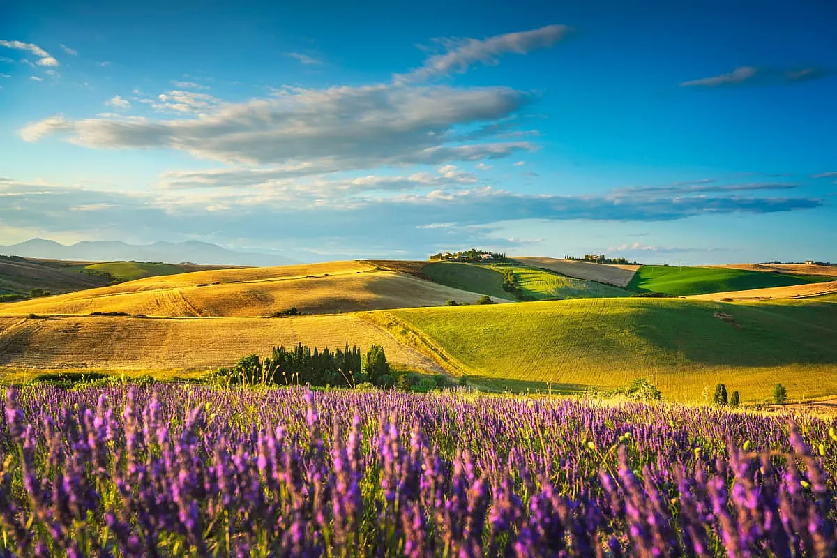Campi di lavanda in Italia