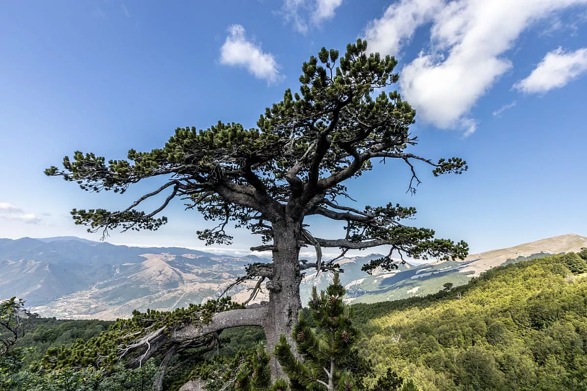 Parco del Pollino