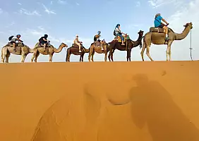 turistipercaso DROMEDARI