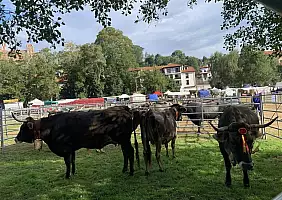 turistipercaso comillas_fiera_del_toro