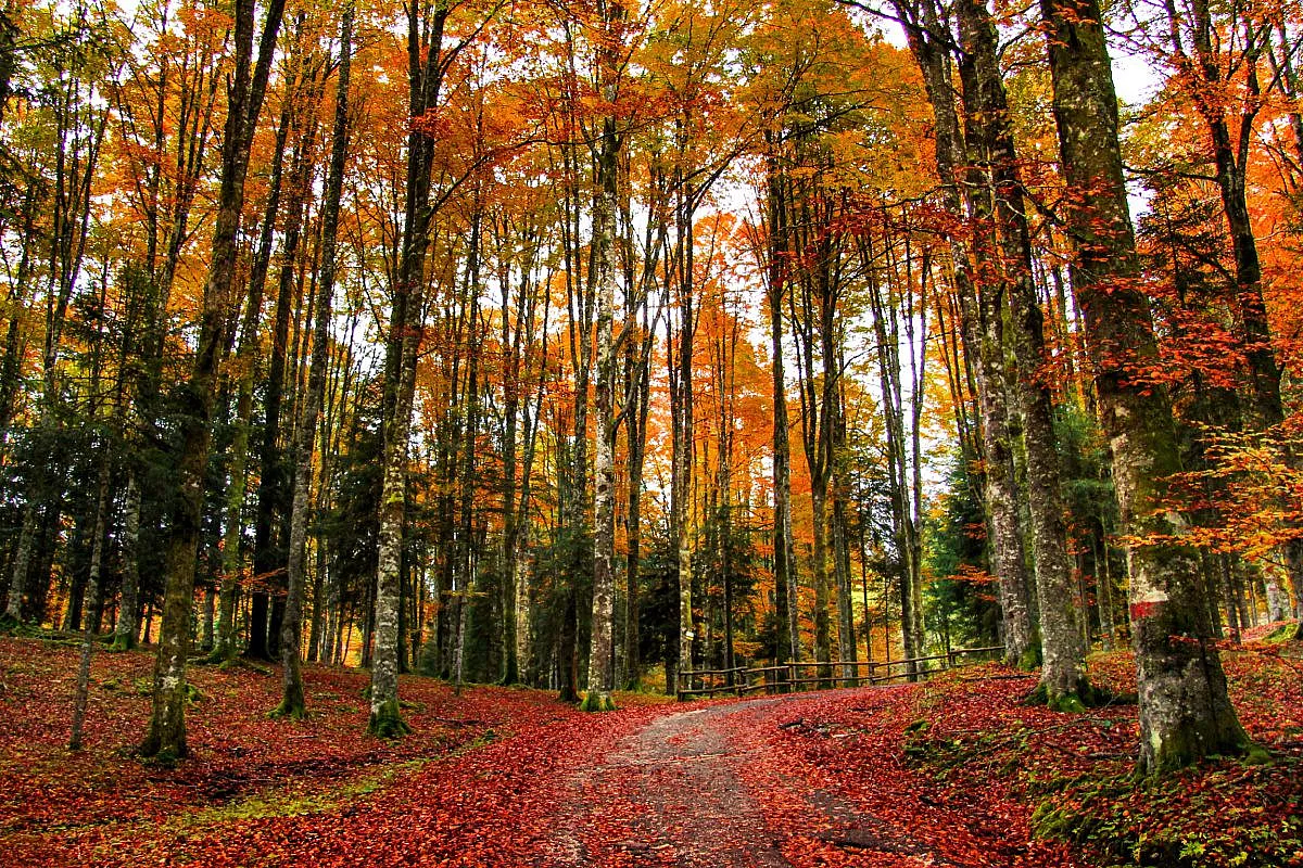 foreste-italiane