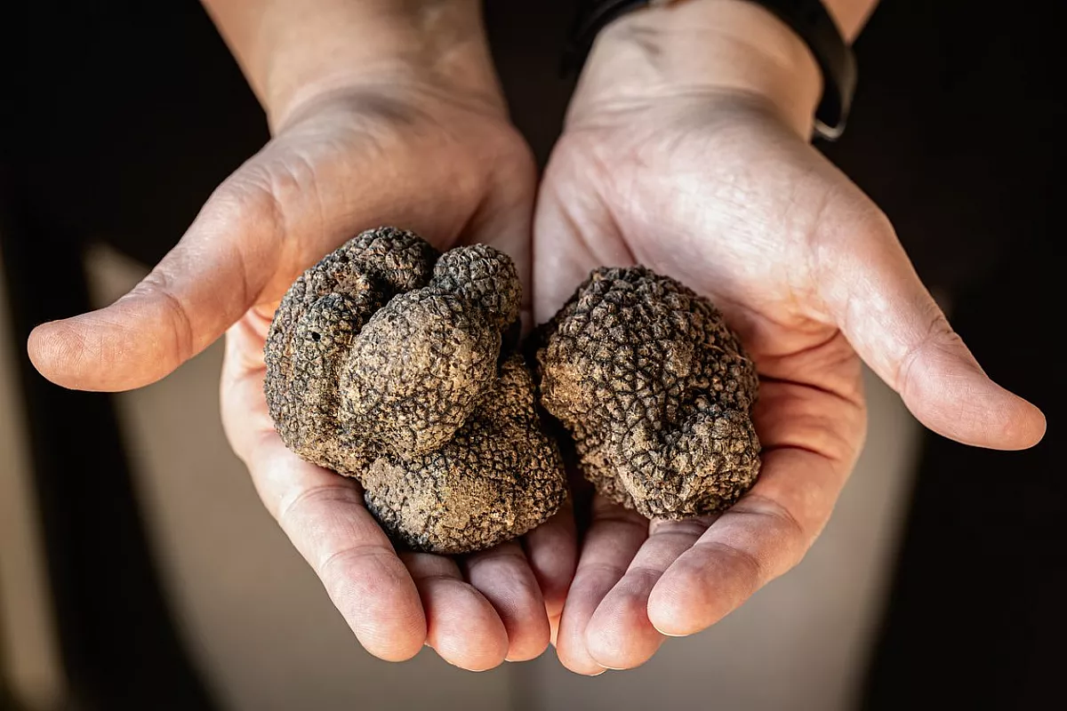 tartufo