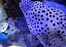 turistipercaso Lisbonaacquario_oceanico