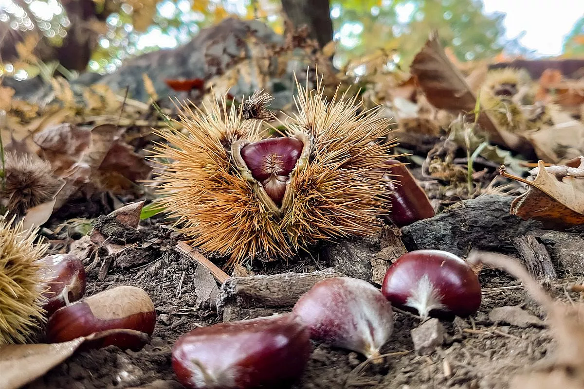 dove-raccogliere-le-castagne