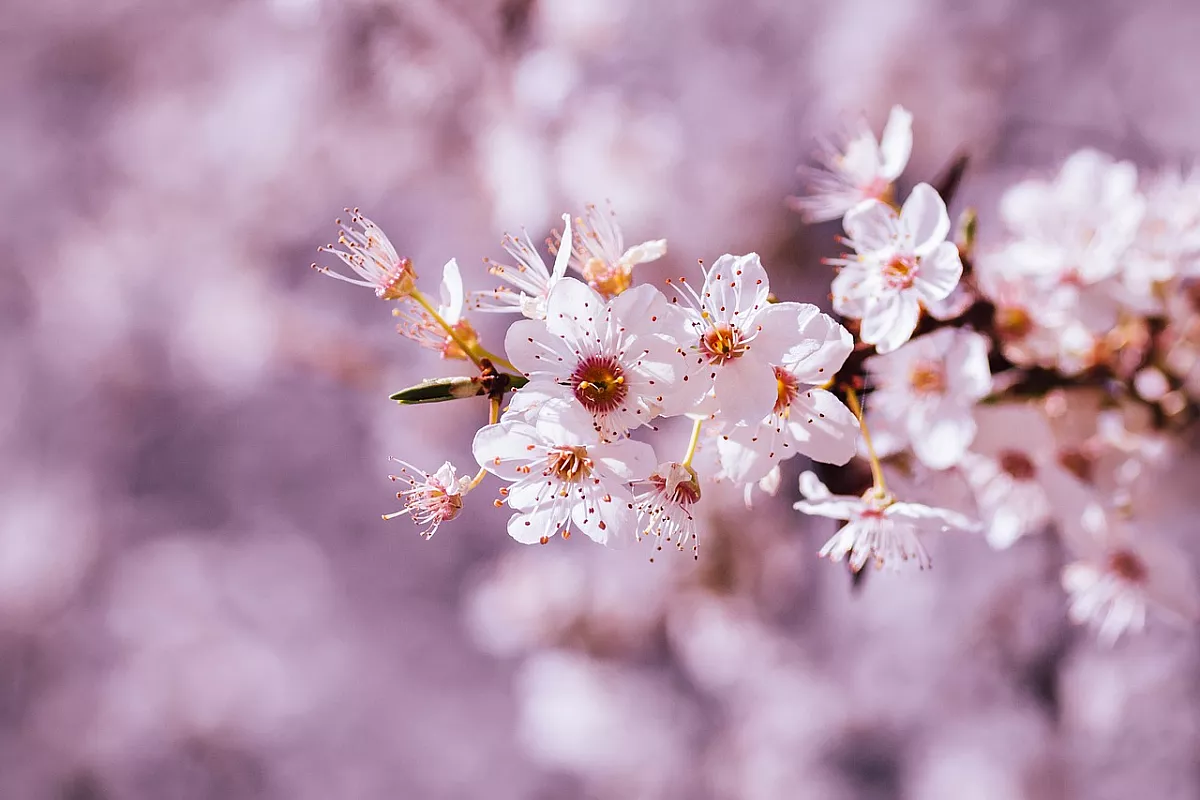 Fiori di ciliegio