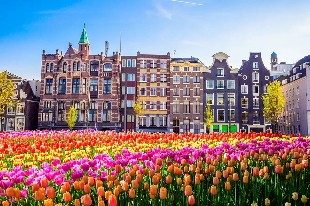 Fioritura tulipani in Olanda