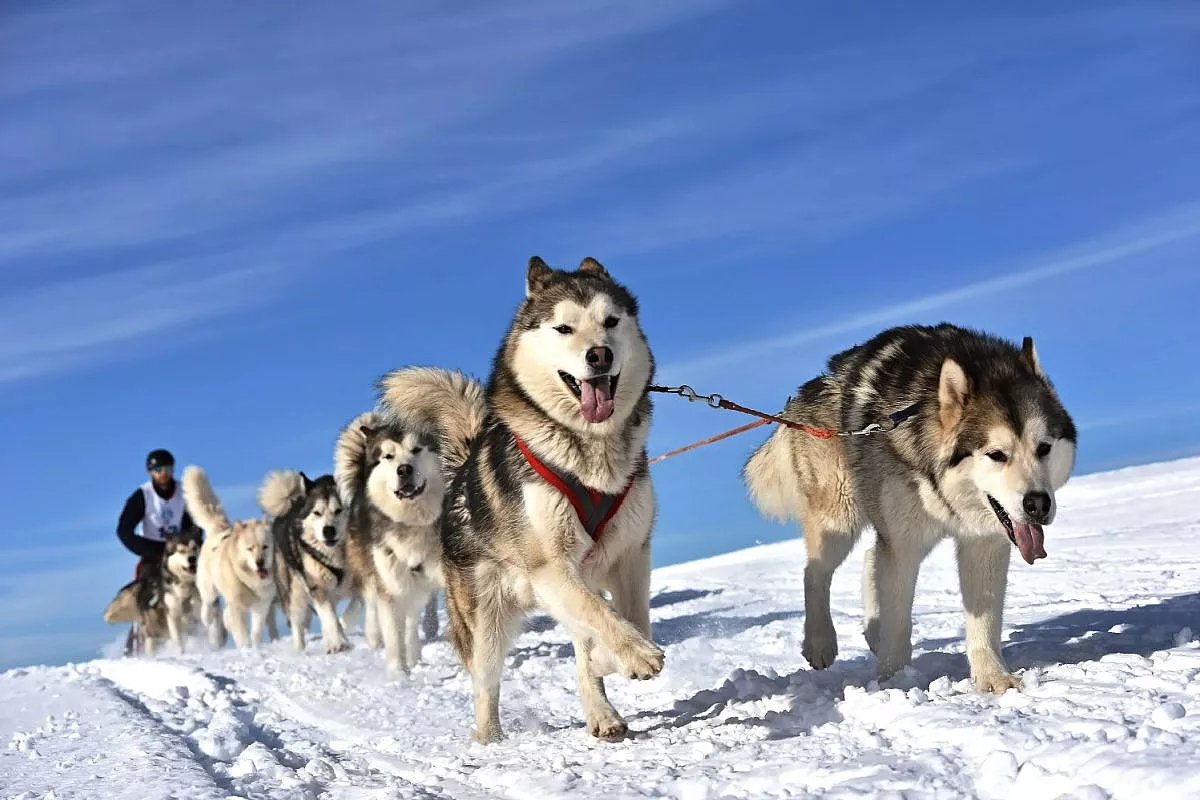 sleddog-madonna-di-campiglio