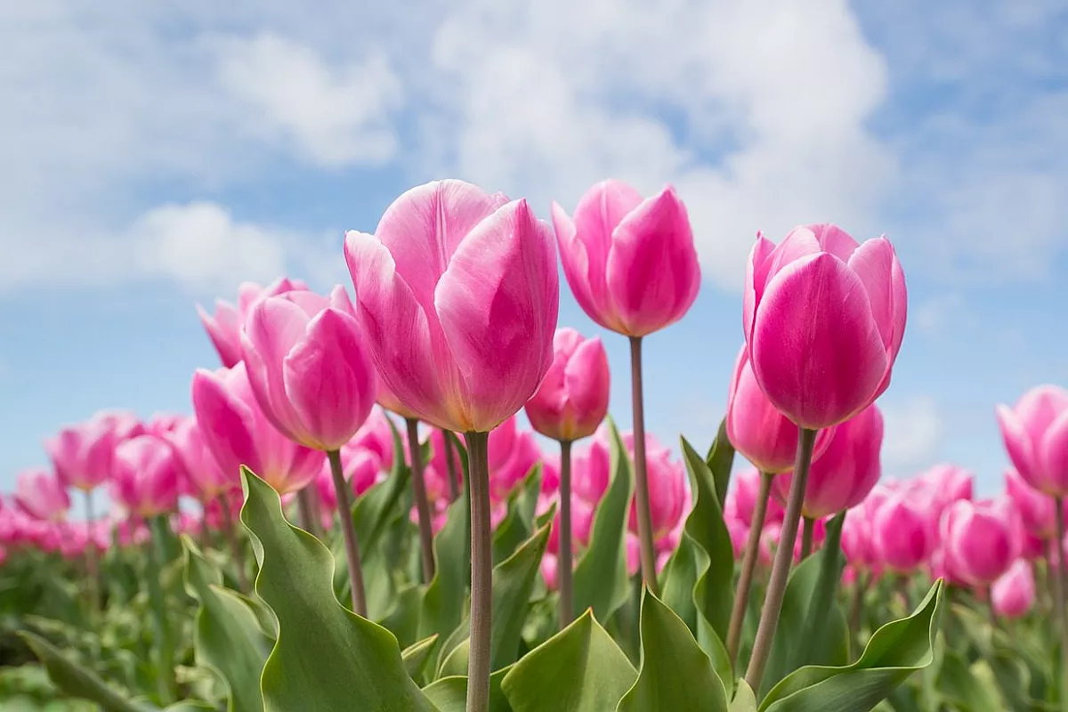 Campo di Tulipani in fiore