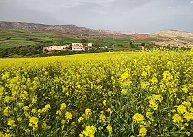 turistipercaso Campi di colza