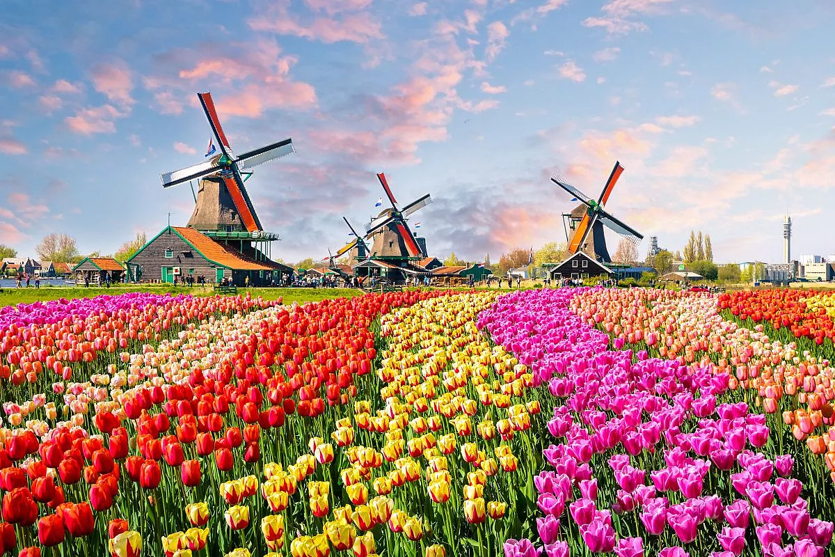 Zaanse Schans, in Olanda, con 3 mulini a vento e distese di tulipani