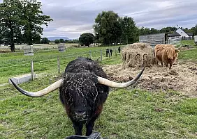 turistipercaso 015_Highland_cows