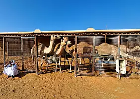 turistipercaso UAE118