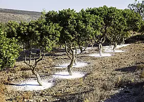 turistipercaso Mastic tree garden in Chios island, Greece
