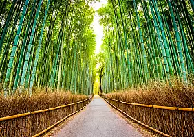 turistipercaso Kyoto, Japan at the bamboo forest.