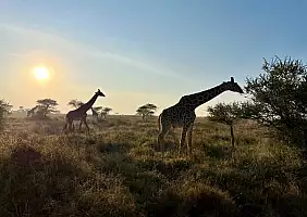 turistipercaso giraffe