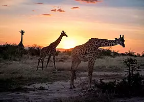turistipercaso tanzania_1299741712