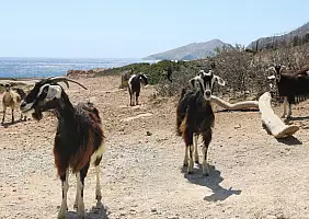 turistipercaso Kalotaritissa_Donoussa