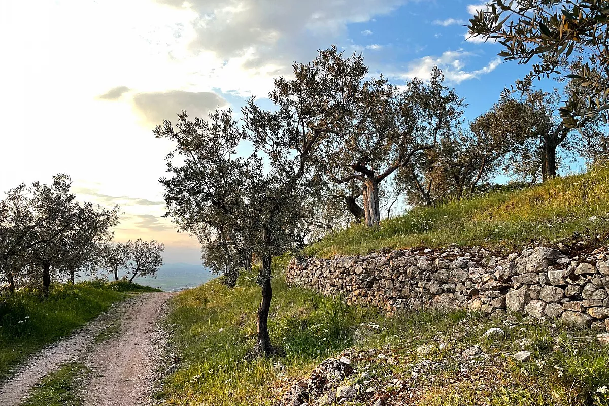 Passeggiata fra gli Olivi in Umbria