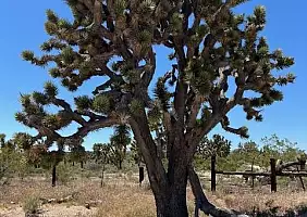 turistipercaso joshua_tree