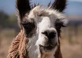 turistipercaso lama