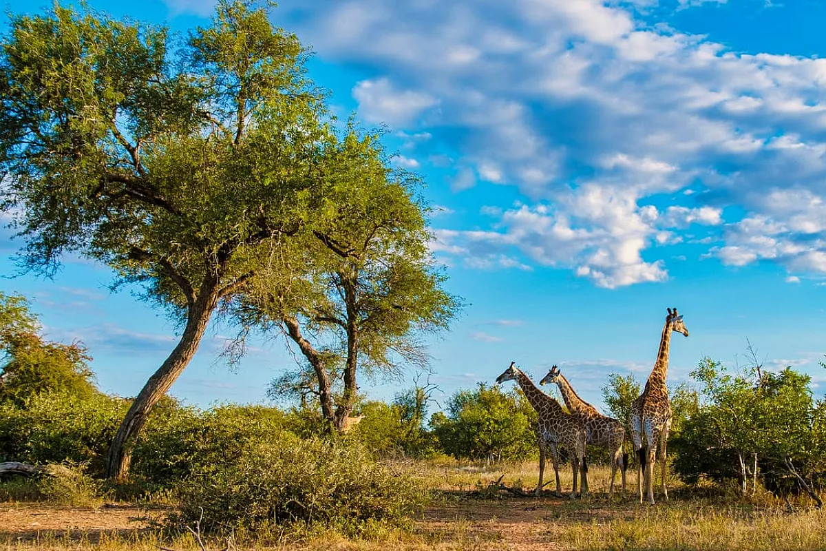 Kruger, Sudafrica