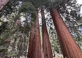 turistipercaso sequoia2