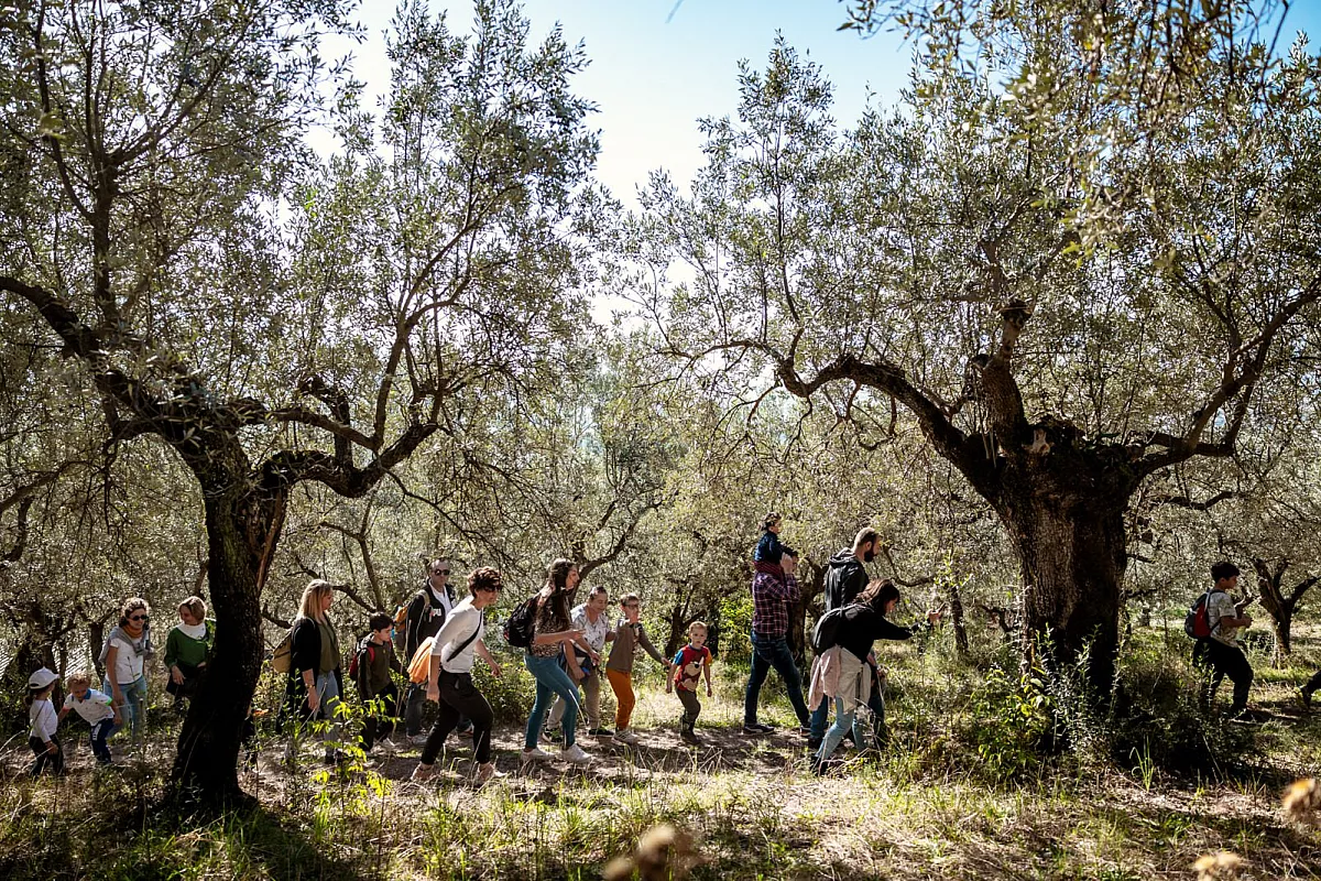 Frantoi Aperti in Umbria, passeggiate fra gli ulivi