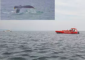 turistipercaso Tadoussac