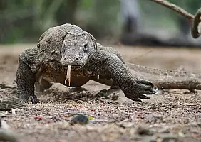turistipercaso drago di komodo_2504691509