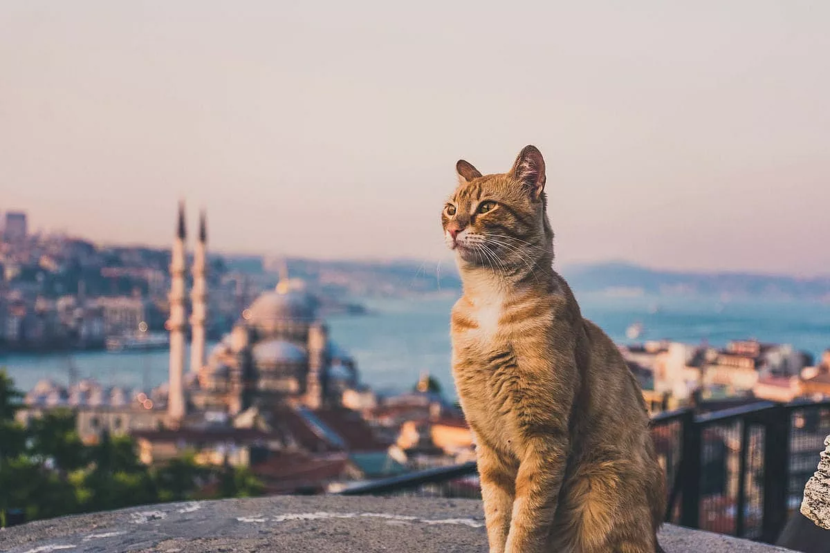 gatti di istanbul