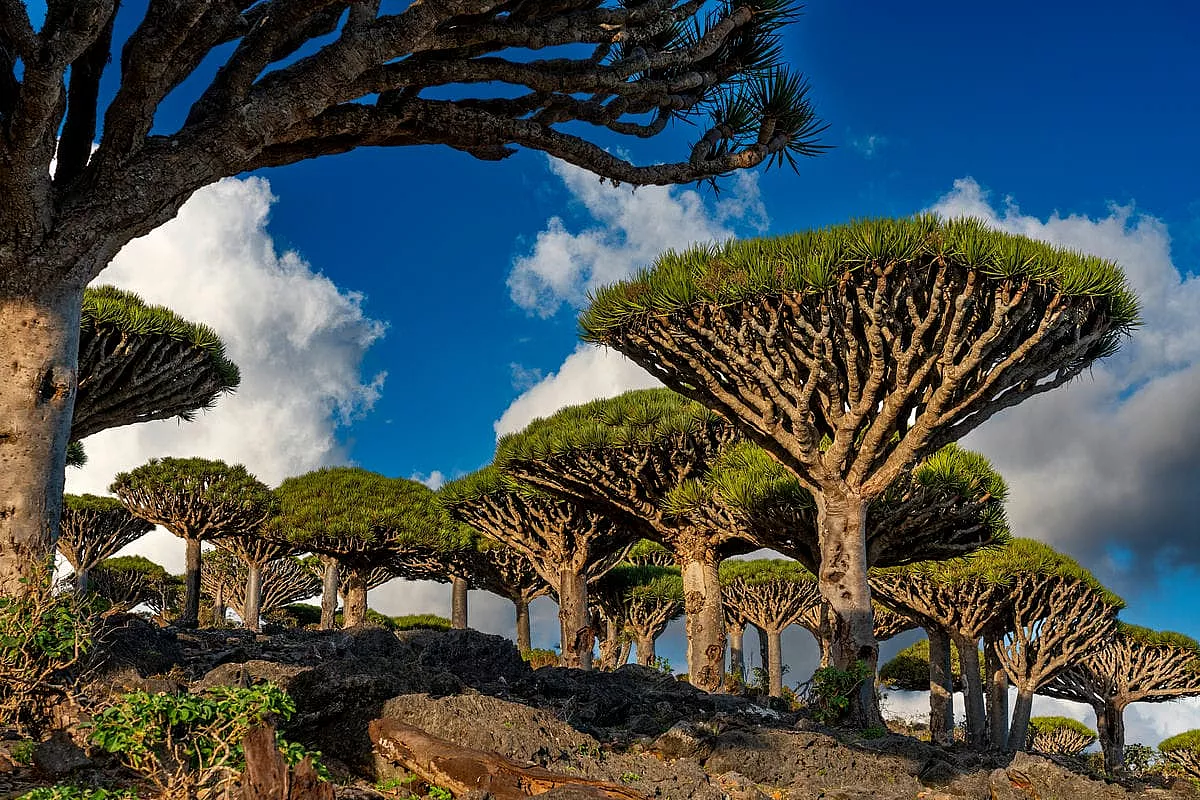 socotra