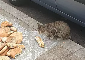 turistipercaso RABAT_GATTO_E_PANE