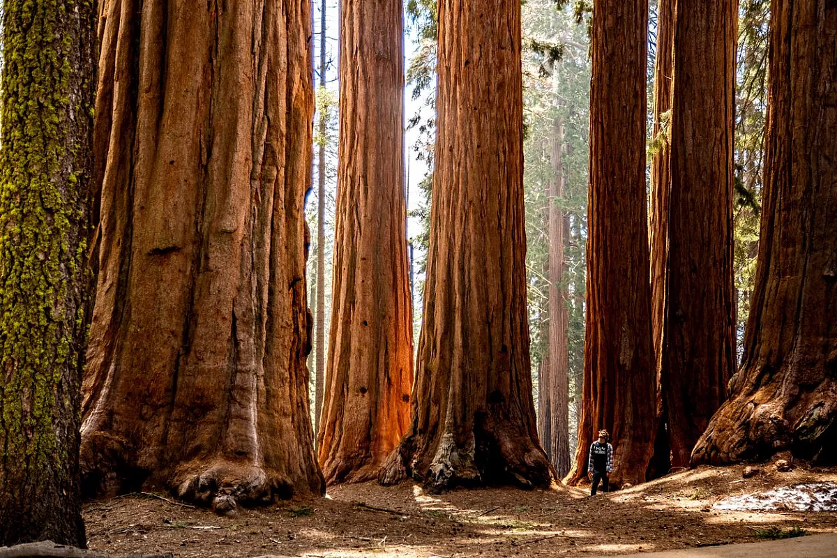 Sequoia National Park