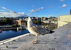 turistipercaso oslo_1