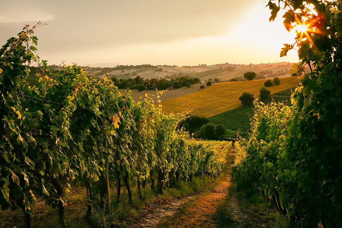 Cupramontana , questo borgo è il posto giusto dove vivere le emozioni della vendemmia