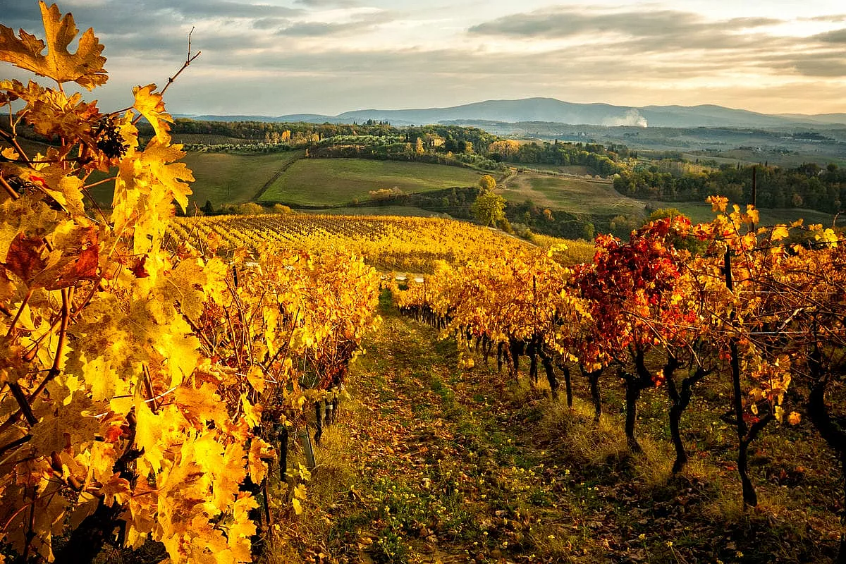 Non è solo da bere, ma può aiutarti ad avere una forma smagliante in autunno: 3 luoghi in Italia dove praticare la vinoterapia