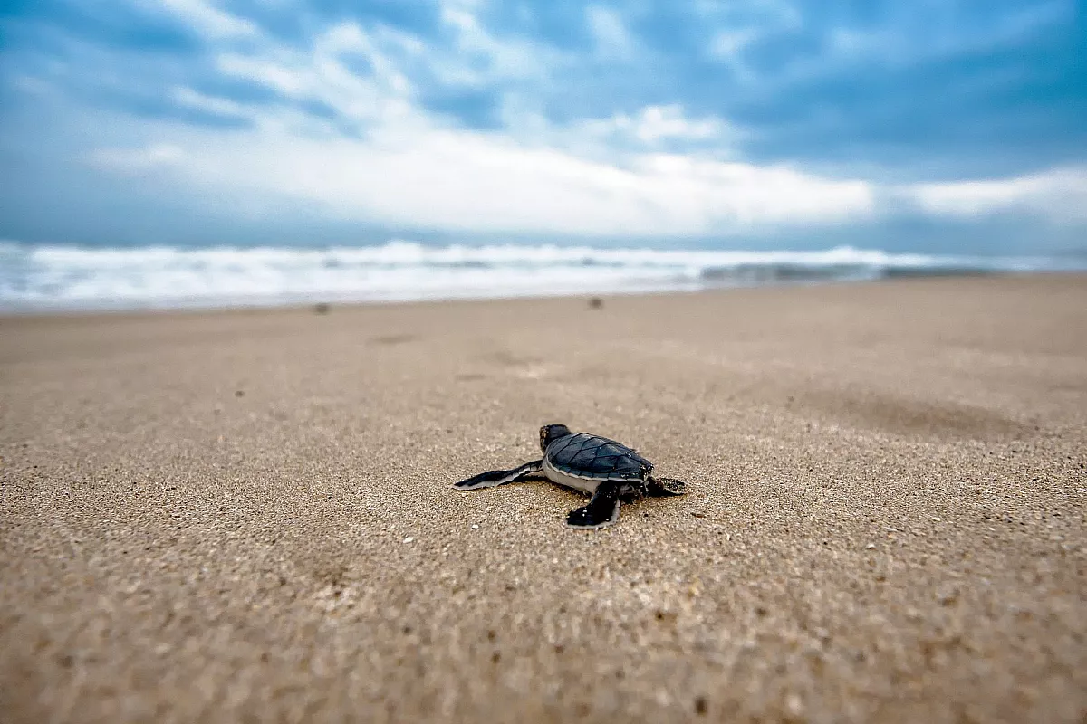 Tartaruga che raggiunge il mare