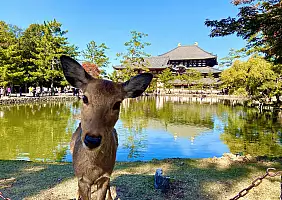 turistipercaso cervi di nara_2344628555