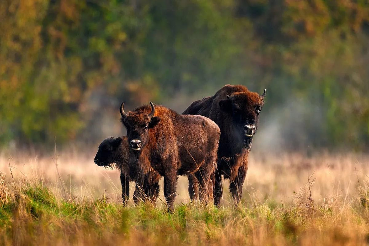parco nazionale di Bialowieza