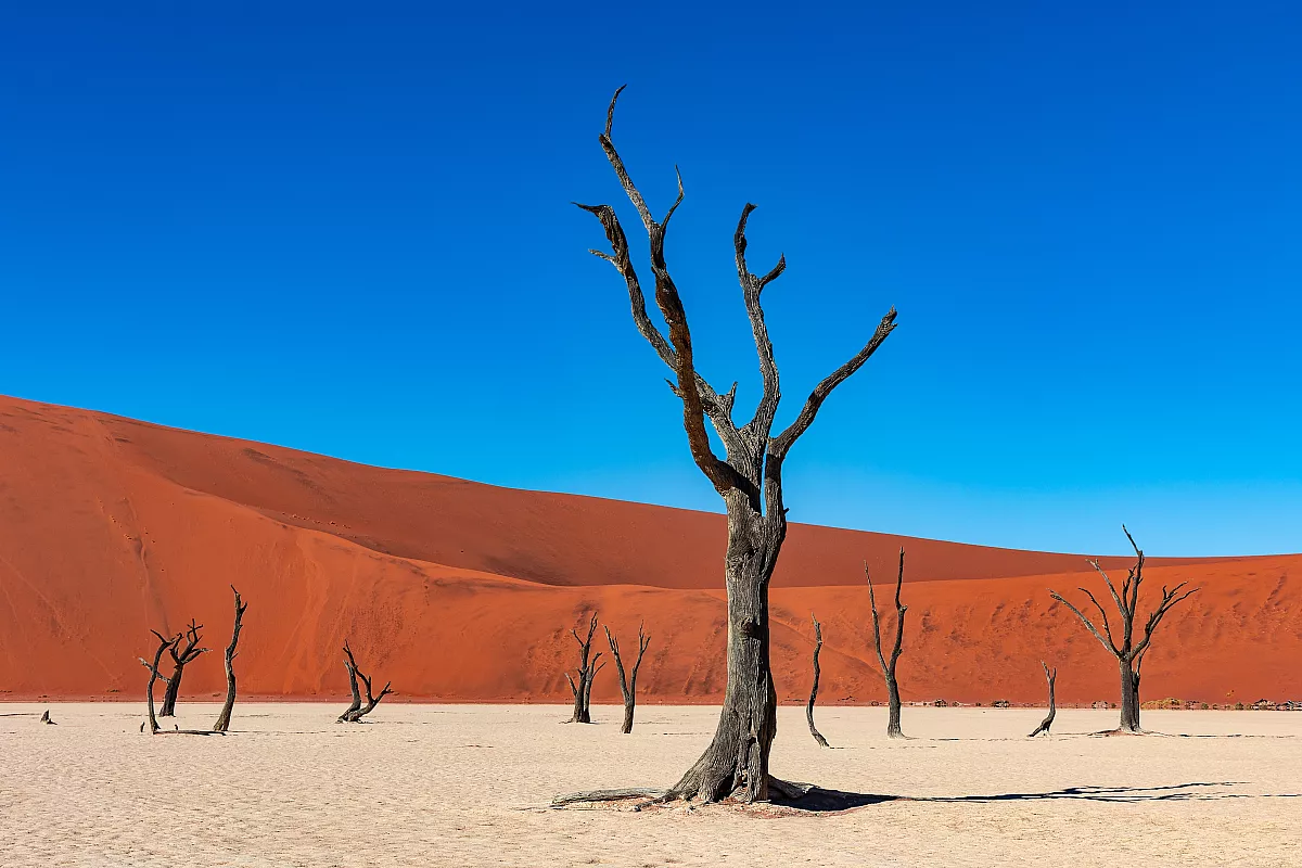 deadvlei