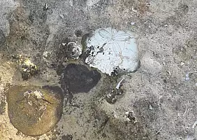 turistipercaso fossile