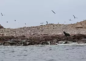 turistipercaso isole_ballestas_min
