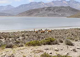 turistipercaso vigogne_min