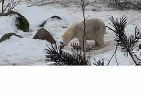 turistipercaso orso_polare