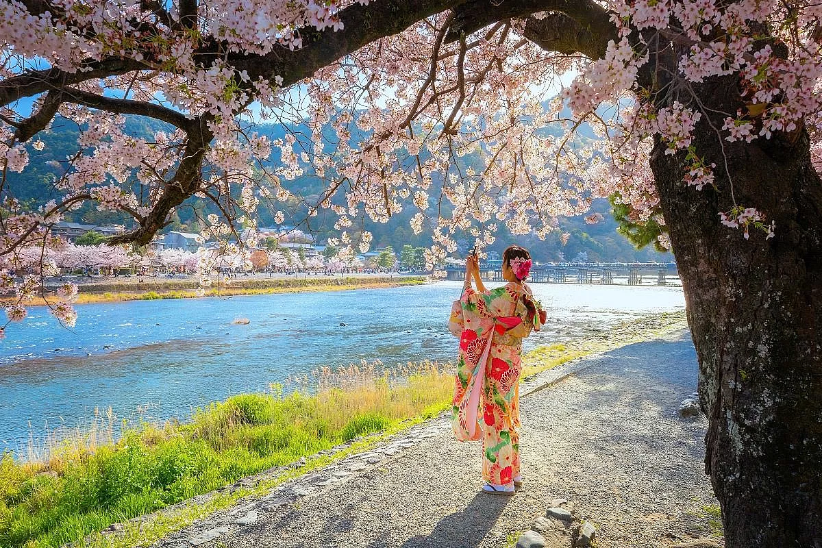 La tradizione della fioritura dei fiori di ciliegio in Giappone