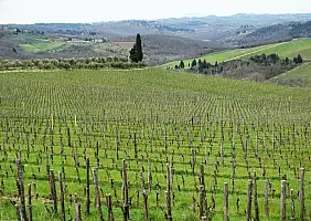 turistipercaso 3 - Tra le vigne