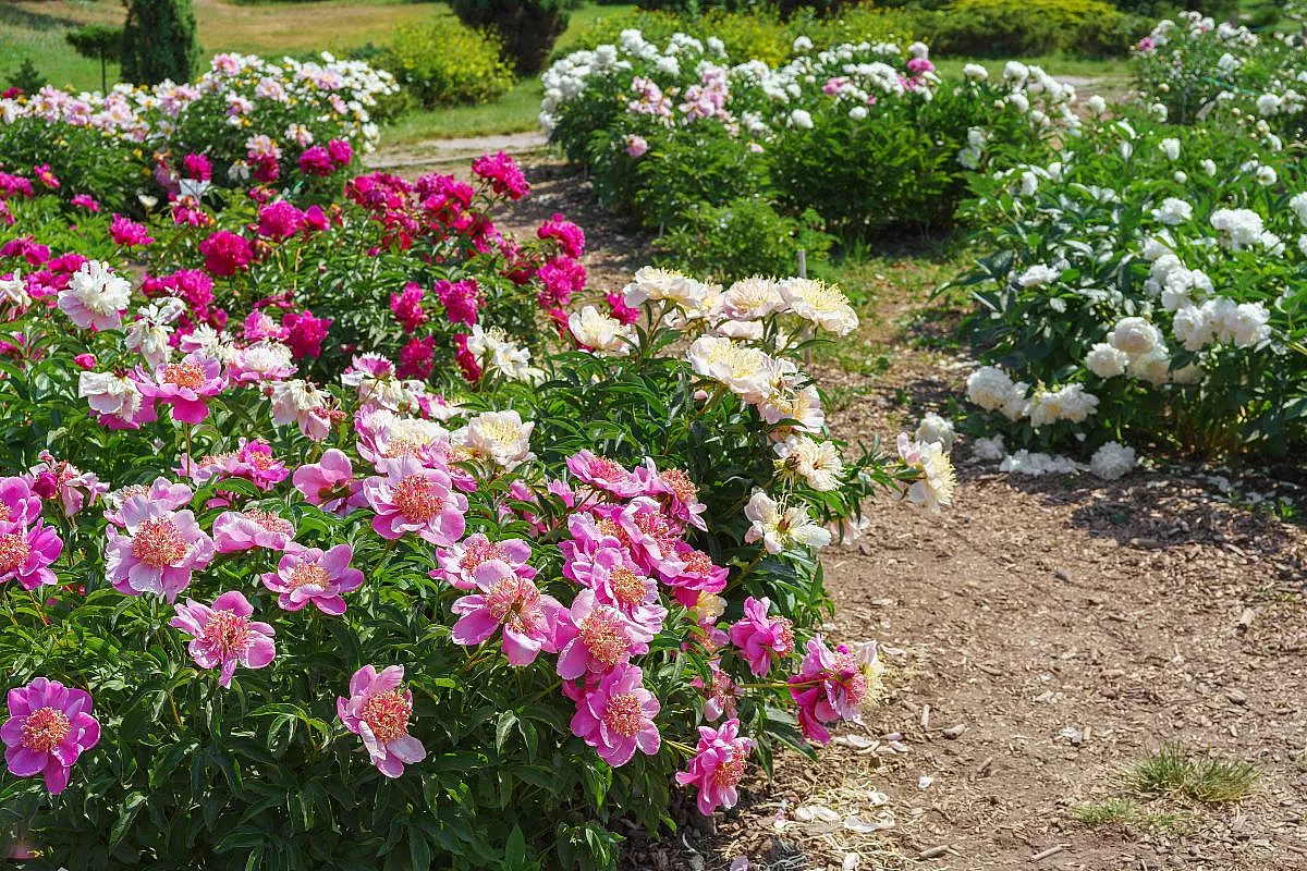 Centro-Botanico-Moutan-viterbo