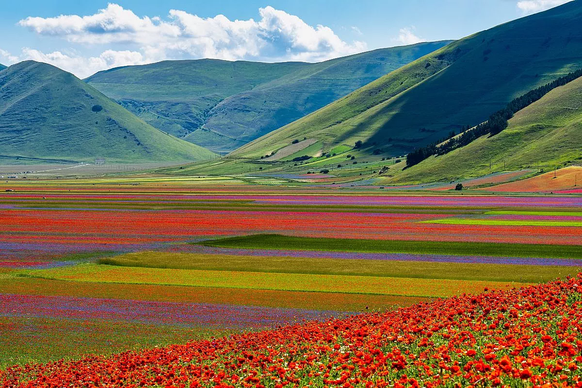 Fioritura di Castelluccio di Norcia 2026: quando e come andare