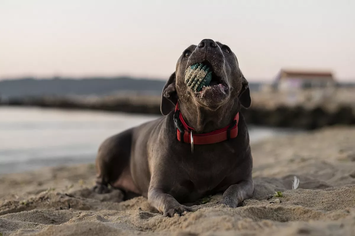 I posti migliori dove andare in vacanza con il cane